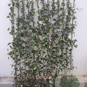 Hedera hel. 'Woerner' 120x180 container kant en klaar haag