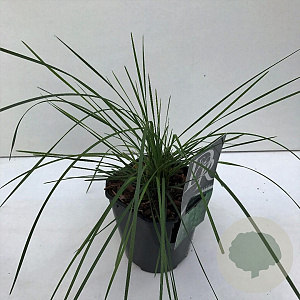 Deschampsia cesp. 'Goldtau' 35-40 HA 2,0L vierkant