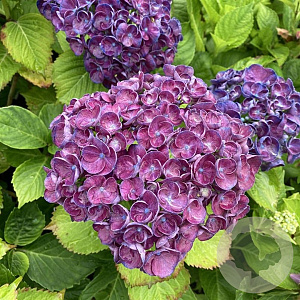 Hydrangea m. 'Roco Rosie' 30-40 cm 5,0L paars
