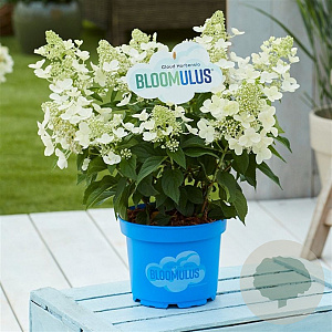 Hydrangea pan. Bloomulus Cumra 35-45 cm 5,0L