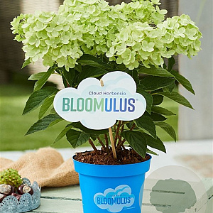 Hydrangea pan. Bloomulus Cumulus 35-45 cm 5,0L