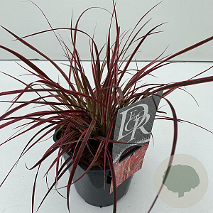 Pennisetum advena 'Fireworks' 45-50 cm 2,0L vierkant