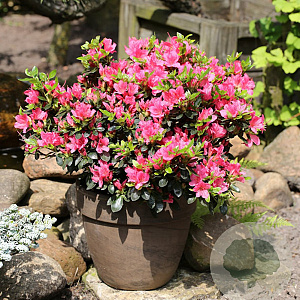 Rhododendron Drapa 25-30 cm 2,0L