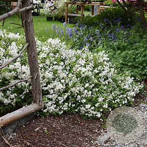 Deutzia gracilis 'Nikko' GM 1.5