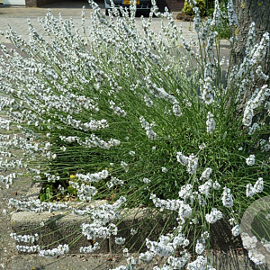 Lavandula int. 'Edelweiss' GM 1.5