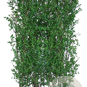 Ligustrum vulg. 'Atrovirens' 200 Hoog Haagelement 100Bx40D
