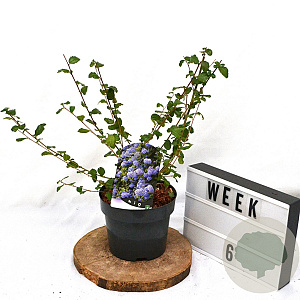 Ceanothus 'Burkwoodii' 40-60 cm 3,0L