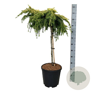 Cedrus deod. 'Lime Glow' 60 cm stam 15L