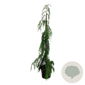 Chamaecyparis n. 'Moonshot' 125-150 cm 15L