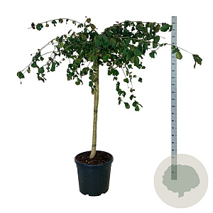 Corylus a. Purple Umbrella 120 cm stam cont. 55L extra