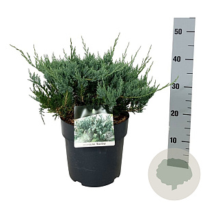 Juniperus h. 'Blue Chip' 40-50 cm 6L