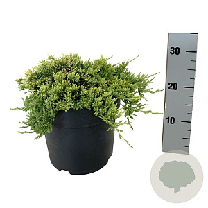 Juniperus h. 'Golden Carpet' 30-40 cm 6,5L