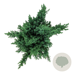 Juniperus pf. 'Blue Chiffon' 30-40 cm 6,5L
