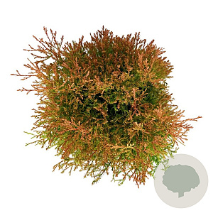 Thuja occ. Fire Chief 30-40 cm 6,5L