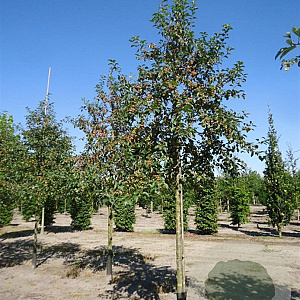 Malus 'Red Sentinel' 12-14 cm draadkluit leiboom