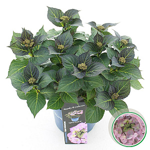 Hydrangea m. 'Tiffany' 25-30 cm 3,5L