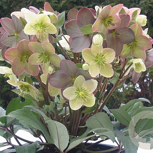 Helleborus n. 'Candy Love' GM  P11