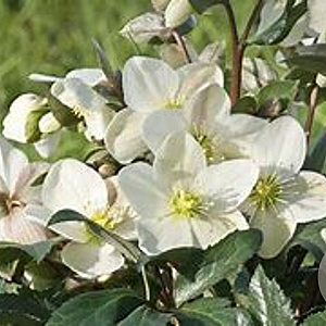 Helleborus n. 'Emma' GM  P11