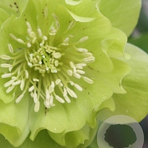 Helleborus o. 'Double Ellen Green' GM P9