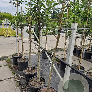 Malus d. 'Schone van Boskoop' 8-10 HA container