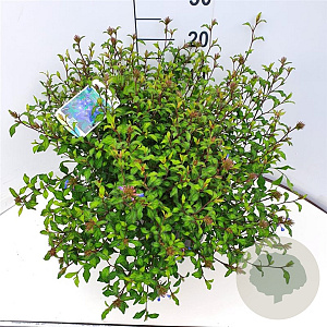 Ceratostigma willmottianum 35-40 cm 10L
