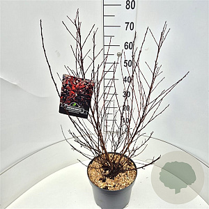Physocarpus opulif. All Black 60-80 cm 10L