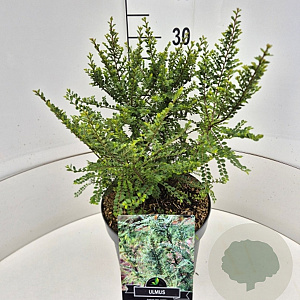 Ulmus parviflora 'Sagei' 30-35 cm 10L