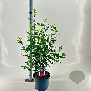 Hibiscus syr. Flower Tower Ruby 60-70 cm 10L