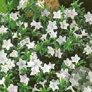 Lithodora d. 'Alba' GM P9
