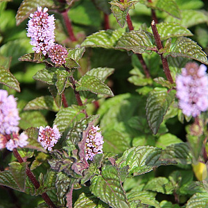 Mentha 'Blackcurrant' GM P9