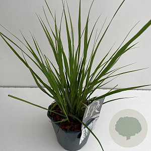 Pennisetum massaicum 25-30 cm 2,0L vierkant