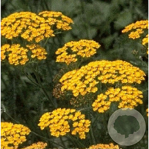 ACHILLEA HYBRIDE 'TERRACOTTA' GM P9