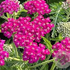 Achillea m. 'Cassis' GM P9