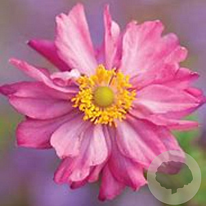 Anemone h. Fantasy Belle GM P9