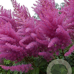 Astilbe (A) 'Gloria Purpurea' GM P9