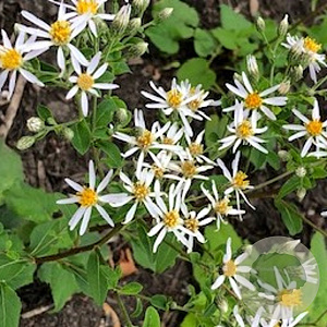 Aster schreberi GM P9