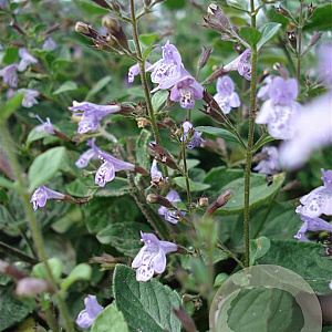 Calamintha n. 'Lila Riese' GM P9