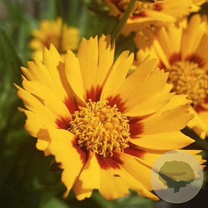 Coreopsis gr. 'Sunfire' GM P9