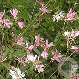 Gaura l. 'Corrie's Gold' GM P9