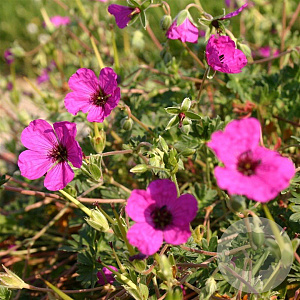 Geranium cin. 'Giuseppii' GM P9