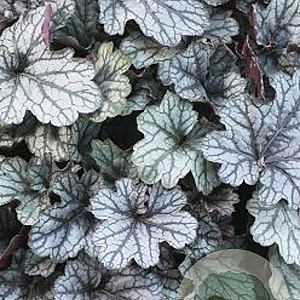 Heuchera 'Jade Gloss' GM P9