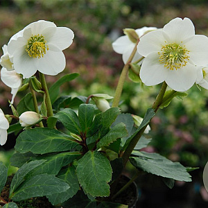 Helleborus n. 'Praecox' GM P9