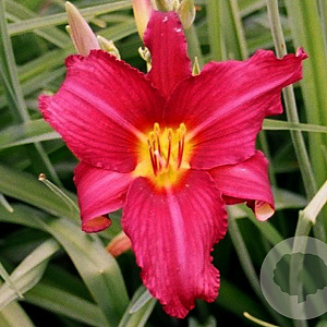 Hemerocallis 'Purple Waters' GM P9