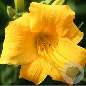 Hemerocallis 'Yellow Lollipop' GM P9
