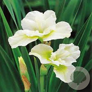 Iris sib. 'Harpswell Happiness' GM P9