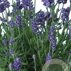 Lavandula ang. 'Ellagance Purple' GM P9