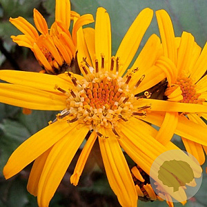 Ligularia d. 'Othello' GM P9