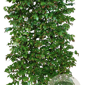 Parrotia persica 'Vanessa' 200 Hoog Haagelement 100Bx40D