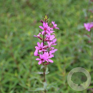 Lythrum 'Dropmore Purple' GM P9
