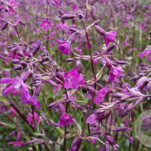 Lychnis viscaria 'Splendens' GM P9